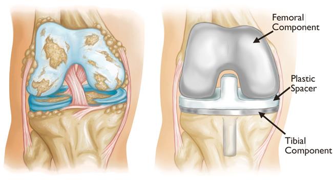 Anatomy Description