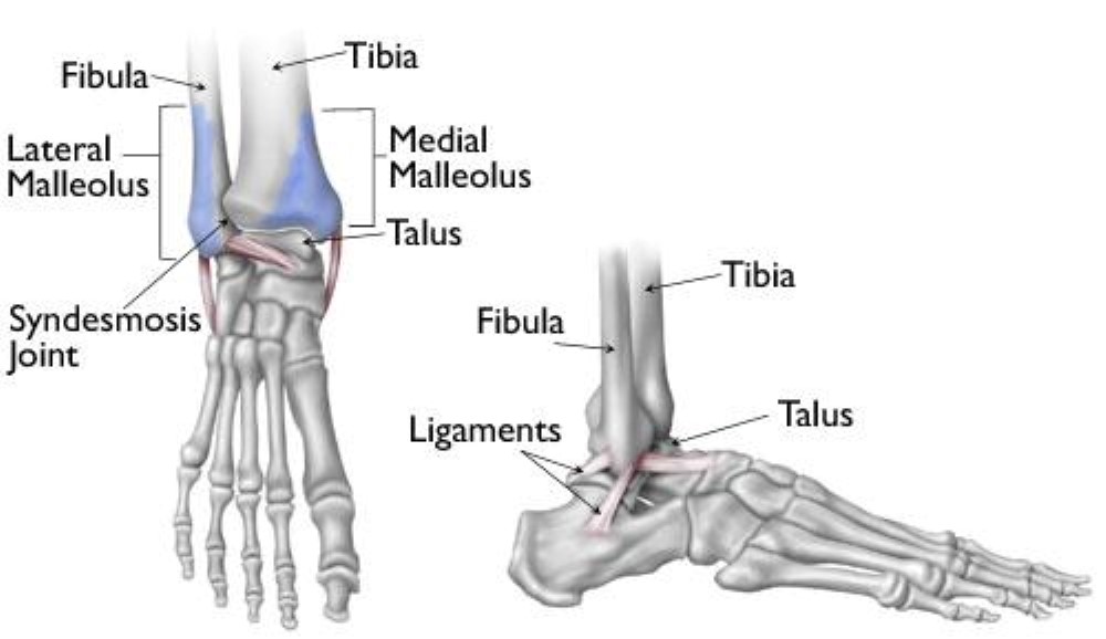 Anatomy of the ankle