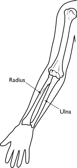 The bones of the forearm