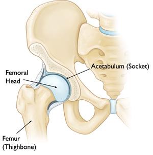 Normal anatomy of the hip